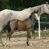 C.C. and her 2007 Colt sired by Indigo