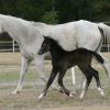 C.C. and her 2010 filly, sired by Indigo.