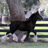 R.J.  2012 Colt sired by Indigo out of Madison
