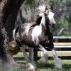 Rosie - 2015 filly sired by Cesario
