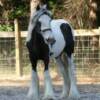 LJ's 2007 colt, Silo's Reigning Knight