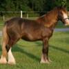 L.J. 2009 filly, Ashlyn