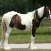 L.J.'s 2010 Pintaloosa Filly
