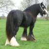 Madison's Sire: The Woolly Mammoth
