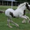 Madison's 2010 Filly, Patience