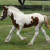 Faith, Madison's 2011 filly.