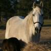 C.C. and her 2010 filly sired by Gypsy stallion