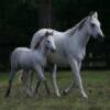 C.C. and her 2008 colt sired by Indigo