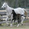 C.C. and her 2010 filly, sired by Indigo.