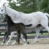 C.C. and her 2010 filly, sired by Indigo.