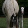 Ashlyn and her dam, LJ