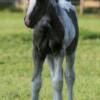 Angel at 2 weeks old.